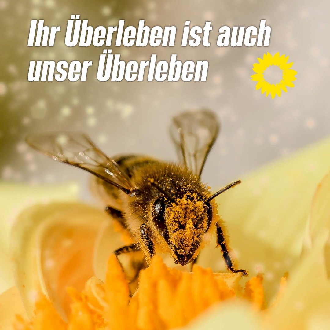Heute ist Weltbienentag!

Wenn wir „Biene“ sagen, haben wir meistens die Honigbiene vor Augen. Sie ist eine von ca. 20.500 Arten weltweit, von denen etwa 500 in Deutschland heimisch sind. Die meisten Bienenarten sind Solitärbienen. Mittlerweile weiß fast jede*r um ihre Bestäubungsleistung: ohne Insektenbestäubung kein Obst und Gemüse, keine Nüsse, kein Pflanzenöl. Immer noch werden bienenschädliche Ackergifte eingesetzt. 
Übertriebener Ordnungssinn führt zu kurz gemähten Randstreifen und englischen Rasen oder Schottergärten ohne blühende Kräuter, die Bienen ein vielfältiges Nektar- und Pollenangebot bieten würden. 
Immer mehr Menschen wird bewusst, welche Bedeutung Bienen für ihr Leben, für unser Leben haben. Jede*r, die*der einen Balkon oder einen Garten, vielleicht nur ein Fensterbrett hat, kann dazu beitragen, den Bienen Nahrung zur Verfügung zu stellen. Besonders Wildblumen liefern begehrten Nektar und Pollen. Und sie bieten auch etwas für menschlichen Genuss - sie sind schön anzusehen, viele kann man als Kräuter und Gewürze verwenden: Echten Salbei, Anis, Petersilie, Basilikum, Lavendel und viele mehr. Weiterhin kann man Nisthilfen zur Verfügung stellen, Honig aus der Region kaufen oder Bienenpate werden.
#gruene_lds #artenvielfalt #weltbienentag #insektengarten #ackergifteneindanke #natur #gartenzeit