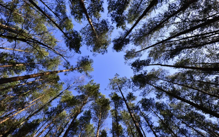 Windenergieausbau mit Augenmaß – Naturschutz im Dahme-Heideseen wahren!